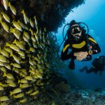 Maldiv-szigetek búvárkodás korall zátony
